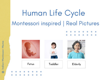 Preview of Human Life Cycle | Real Pictures | Montessori Inspired