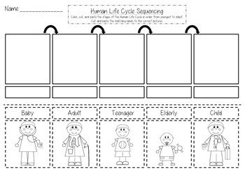 sequencing cut and kindergarten worksheets paste Completely Cycle Human by Life  Sequencing Kindergarten