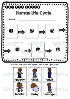 Human Life Cycle Sequencing Worksheets | Cut and Paste by Busy Bee Studio