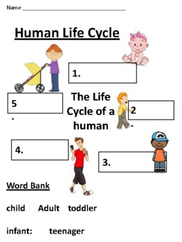 Human Life Cycle Worksheet by TechSkillswithShiller | TpT