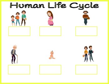 Preview of Human Life Cycle vs a Star's Life Cycle