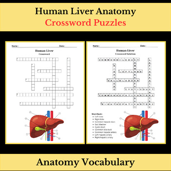 Human Liver Anatomy Science Vocabulary Crossword Puzzle Worksheet