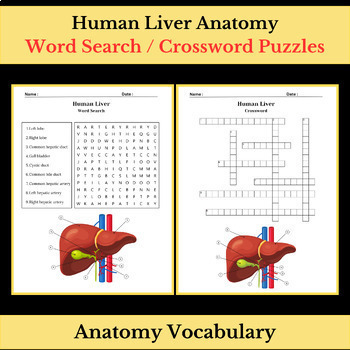 Preview of Human Liver Anatomy | Science Vocabulary | Word Search & Crossword Puzzles