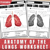 Human Lungs Labeling Worksheet | Anatomy of the Lungs | Lu