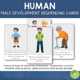 Human (Male) Development Sequencing Cards