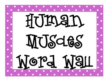 Preview of Human Muscles (Muscular System) Word Wall High School Anatomy