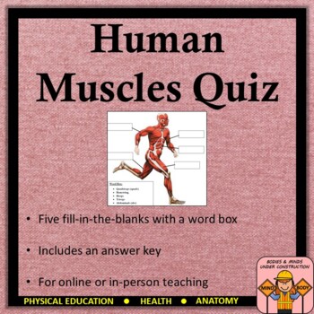 Preview of Human Muscles Quiz with an Answer Key