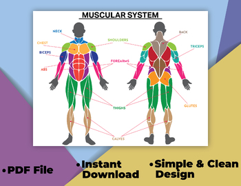 Preview of Human Muscular System Chart Anatomy Educational Posters For Kids.