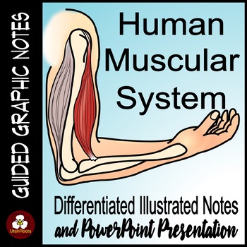 Preview of Muscular System Guided Graphic Notes and PowerPoint Presentation