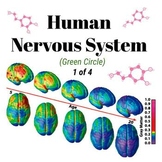 Human Nervous System - Middle School Science 1of4