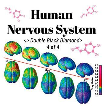 Preview of Human Nervous System - Middle School Science 4of4