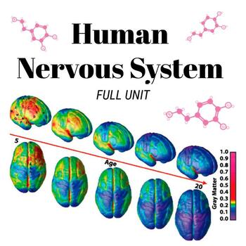 Preview of Human Nervous System - Middle School Science FULL UNIT