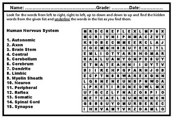 Nervous System Word Search Worksheets Teaching Resources Tpt