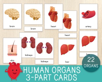 Preview of Human Organs 3-Part Cards, Human Body, Anatomy Cards, Biology Flashcards