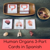 Human Organs 3-Part Cards in Spanish (Montessori)