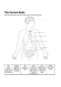 Human Organs Activity by Mr A Level | TPT