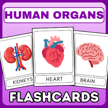 Preview of Human Organs Anatomy Vocabulary Flashcards - english