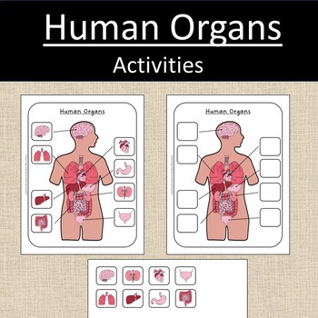 Human Organs Body Work Mammals Science by Simply Learning Shop | TPT