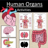 Human Organs Body Work Mammals Science