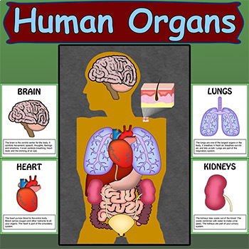 Preview of Human Organs Bulletin
