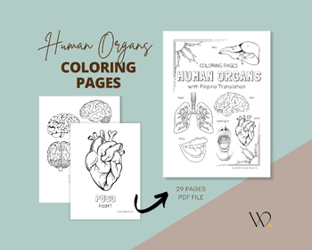 Preview of Human Organs Coloring Pages 29 Printable PDF | Filipino Coloring Pages