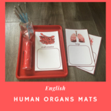 Human Organs Clay/Playdough Mats in English