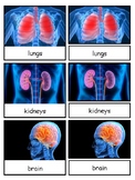 Human Organs Montessori 3-part cards--Safari Toob Human Organs