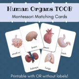 Human Organs Montessori Matching Cards (SafariLtd Toob)