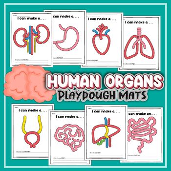 Preview of Human Organs Playdough Mats