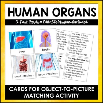 Preview of Human Organs - Safari Toob 3 Part Information Cards - Editable
