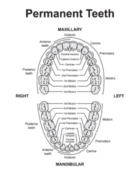 Preview of Human Permanent Teeth. Dental Jaw And Tooth Anatomy Chart.