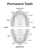 Human Permanent Teeth. Dental Jaw And Tooth Anatomy Chart.