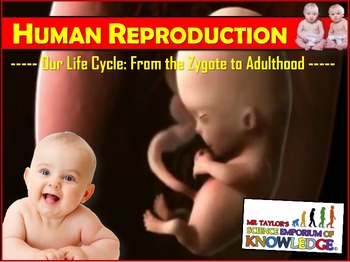 Preview of Human Reproduction: Animated PowerPoint