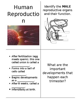 Preview of Human Reproduction Flashcards