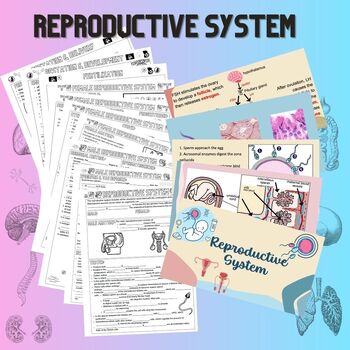 Preview of Human Reproduction Unit - Graphic Notes & Powerpoint (8 lessons)
