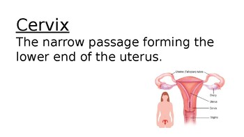 Preview of Human Reproduction Vocabulary