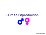 Human Reproduction and Development PowerPoint Presentation
