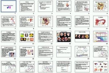 Preview of Human Reproduction and Development Smartboard Notebook Lesson Plan