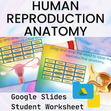 Human Reproductive Anatomy Conception Google Slides Worksheet