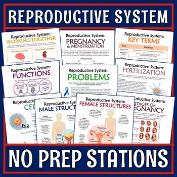 Preview of Middle School Human Reproductive System Activity Stations PRINT AND DIGITAL