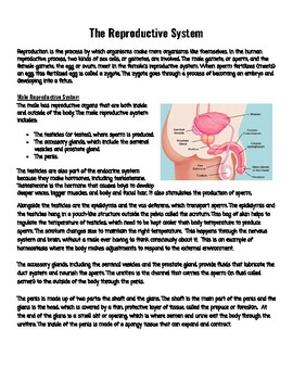Preview of Human Reproductive System Guided Reading with Vocab/Comprehension Questions