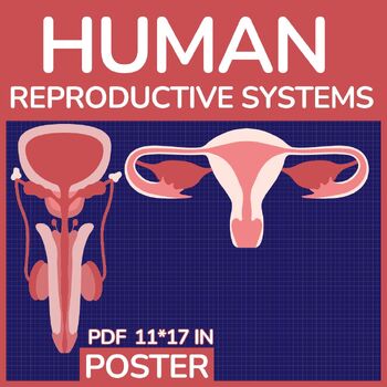 Preview of Human Reproductive Systems Poster - Male & Femal Human body Science Activity