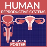 Human Reproductive Systems Poster - Male & Femal Human bod