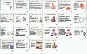 Preview of Human Respiration Smartboard Notebook Presentation Lesson Plan