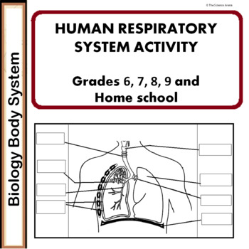 Preview of Human Respiratory System ACTIVITY Worksheet - FREE (Science, Biology)