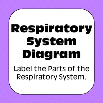 Preview of Human Respiratory System Diagrams Coloring Matching Labeling Assessment