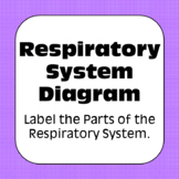 Human Respiratory System Diagrams Coloring Matching Labeli