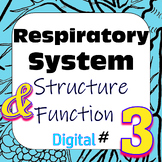Human Respiratory System Structure & Function #3 Digital I
