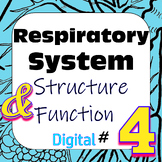 Human Respiratory System Structure & Function #4 Digital I