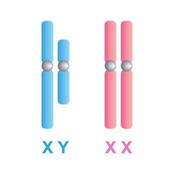 Preview of Human Sex Chromosomes (Gonosomes)